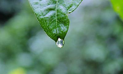 叶尖的露水